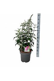Buddleja davidii Pink Delight C15 Lit. 80-100 cm
