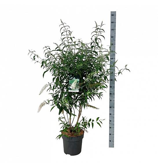 Buddleja davidii White Profusion C15 Lit. 100-125 cm
