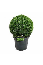 Buxus sempervirens C15 Lit. 40-45 cm; Krogla