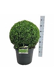 Buxus sempervirens C15 Lit. 40-45 cm; Krogla