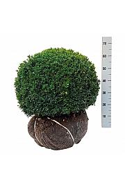 Buxus sempervirens bala 50-55 cm; Krogla