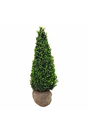 Buxus sempervirens bala 90-100 cm; Piramida