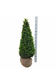 Buxus sempervirens bala 90-100 cm; Piramida