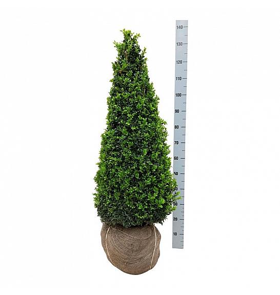 Buxus sempervirens bala 90-100 cm; Piramida