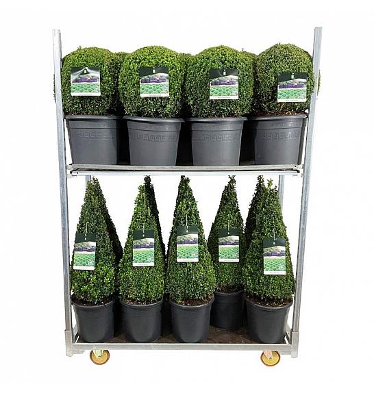 Buxus sempervirens Mix CC 3