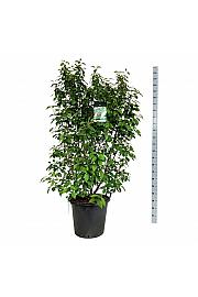 Callicarpa bodinieri Profusion C55 Lit. 150-175 cm extra