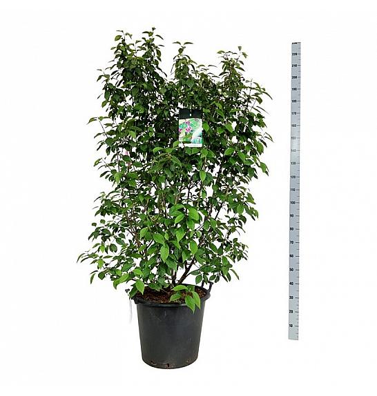 Callicarpa bodinieri Profusion C55 Lit. 150-175 cm extra