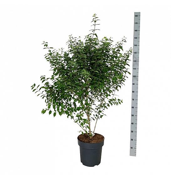 Callicarpa dichotoma Issai C15 Lit. 100-125 cm