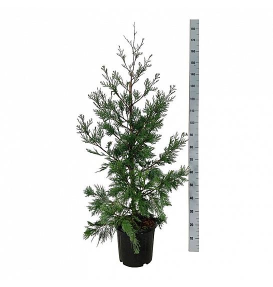 Calocedrus decurrens Pillar C15 Lit. 100-125 cm