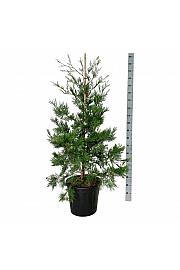 Calocedrus decurrens Pillar C30 Lit. 125-150 cm extra