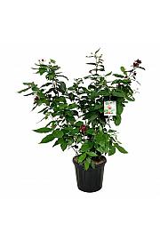 Calycanthus raulstonii Aphrodite C30 Lit. 100-125 cm extra