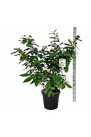 Calycanthus raulstonii Aphrodite C30 Lit. 100-125 cm extra