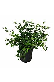 Calycanthus Venus C30 Lit. 60-80 cm extra