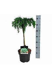 Cedrus deodara Feelin Blue C4 Lit. Na steblu 40 cm