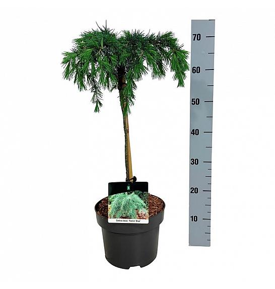 Cedrus deodara Feelin Blue C4 Lit. Na steblu 40 cm