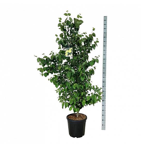 Cercidiphyllum japonicum C30 Lit. 150-175 cm extra