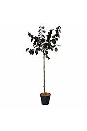 Cercis canadensis Merlot C15 Lit. Na steblu 120 cm