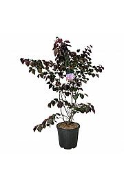 Cercis canadensis Forest Pansy C30 Lit. 150-175 cm extra