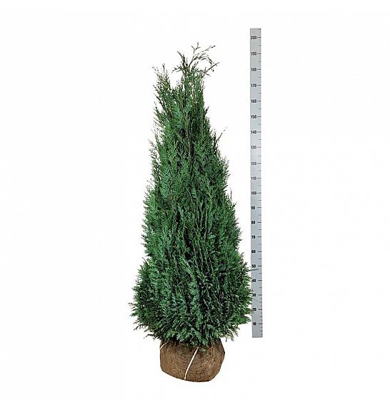 Chamaecyparis lawsoniana Columnaris bala 140-160 cm extra