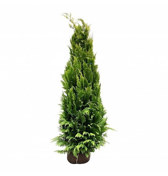 Chamaecyparis lawsoniana Ivonne bala 200-225 cm extra