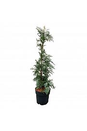 Chamaecyparis lawsoniana Spek C5 Lit. 50-60 cm