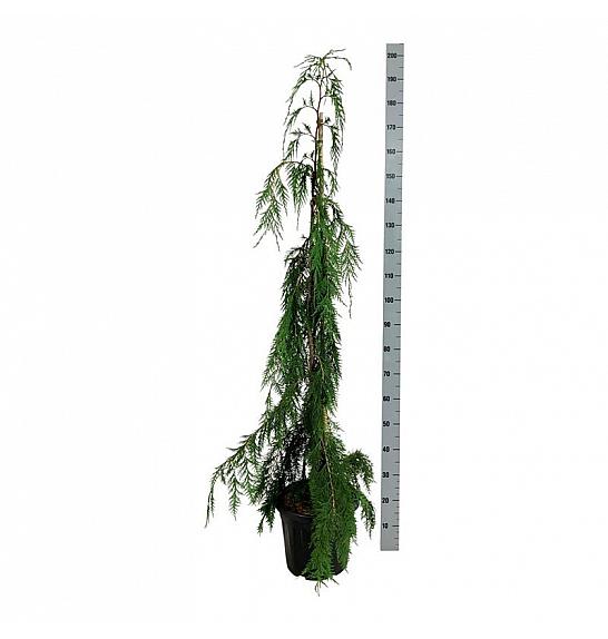 Chamaecyparis nootkatensis Moonshot C15 Lit. 125-150 cm