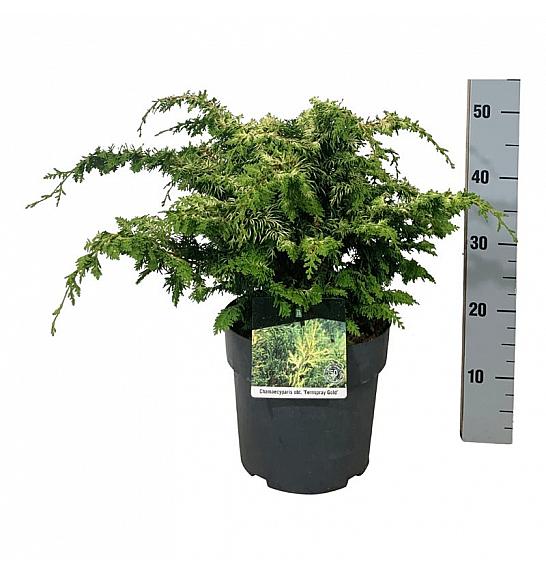 Chamaecyparis obtusa Fernspray Gold C7 Lit. 40-50 cm