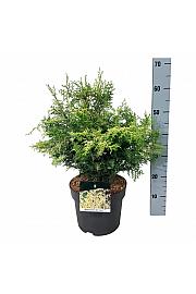 Chamaecyparis obtusa Lucas PBR C7 Lit. 40-50 cm