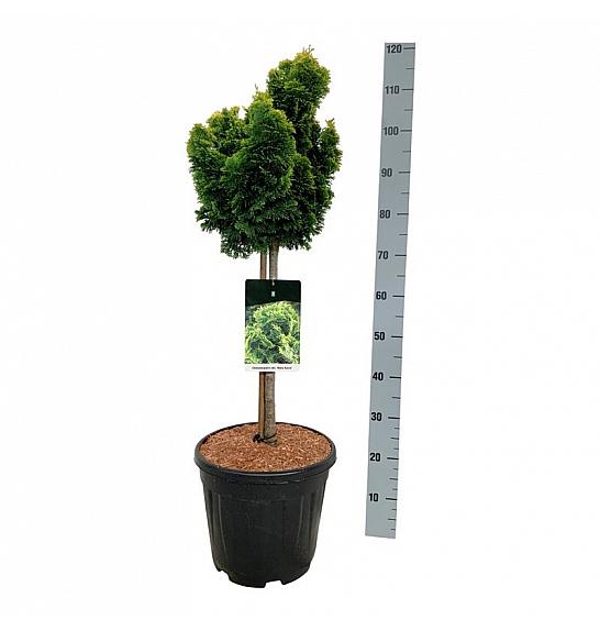 Chamaecyparis obtusa Nana Aurea C15 Lit. Na steblu 50 cm; Krošnja 30/40 cm
