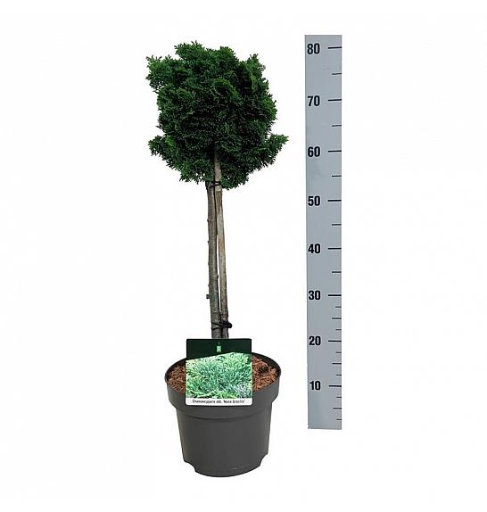 Chamaecyparis obtusa Nana Gracilis C4 Lit. Na steblu 40 cm