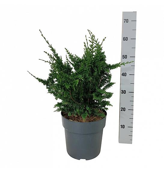 Chamaecyparis obtusa Teddy Bear C7 Lit. 40-50 cm