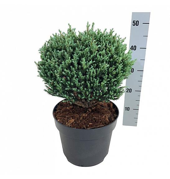 Chamaecyparis pisifera Blue Moon PBR C7 Lit. 25-30 cm