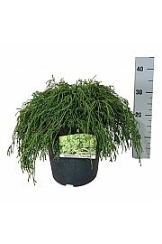 Chamaecyparis pisifera Filifera Nana C7 Lit. 40-50 cm