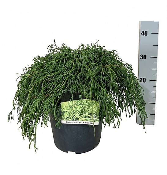 Chamaecyparis pisifera Filifera Nana C7 Lit. 40-50 cm