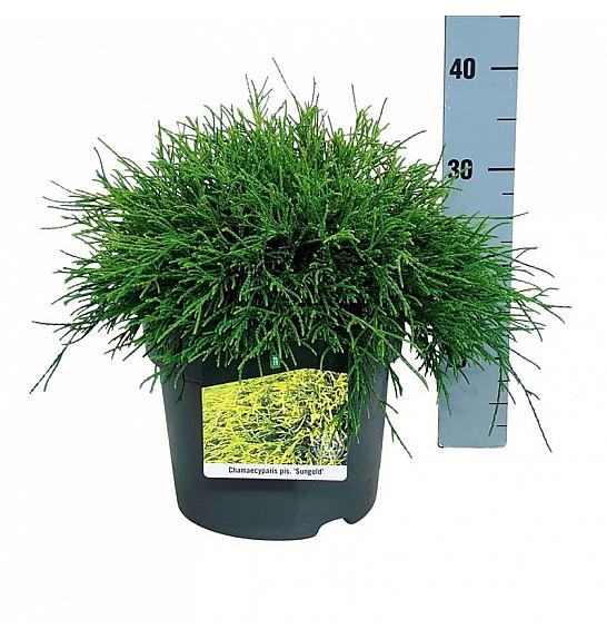 Chamaecyparis pisifera Sungold C7 Lit. 30-40 cm