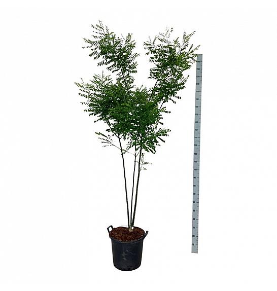 Cladrastis kentukea C30 Lit. 175-200 cm extra