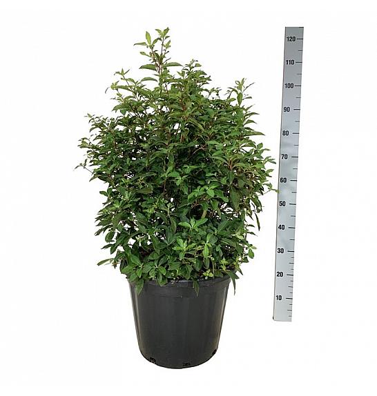 Clethra barbinervis C30 Lit. 60-80 cm extra