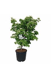 Cornus kousa China Girl C55 Lit. 125-150 cm extra