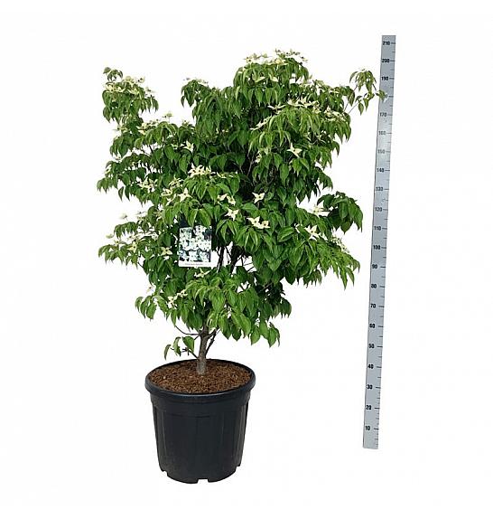 Cornus kousa China Girl C55 Lit. 125-150 cm extra