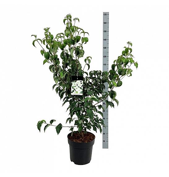 Cornus kousa Milky Way C15 Lit. 100-125 cm