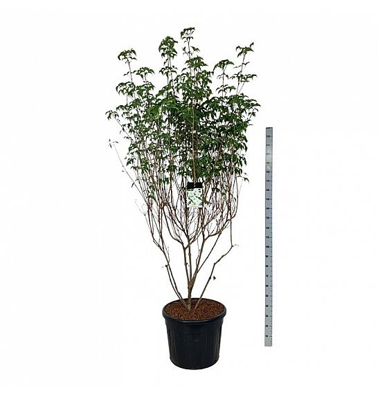 Cornus kousa Milky Way C90 Lit. 200-225 cm extra