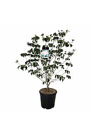 Cornus kousa Satomi C30 Lit. 125-150 cm extra