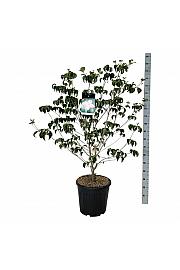 Cornus kousa Satomi C30 Lit. 125-150 cm extra