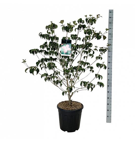 Cornus kousa Satomi C30 Lit. 125-150 cm extra