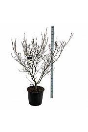 Cornus kousa Schmetterling C55 Lit. 125-150 cm extra