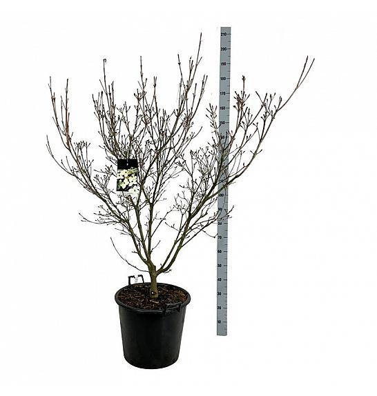 Cornus kousa Schmetterling C55 Lit. 125-150 cm extra