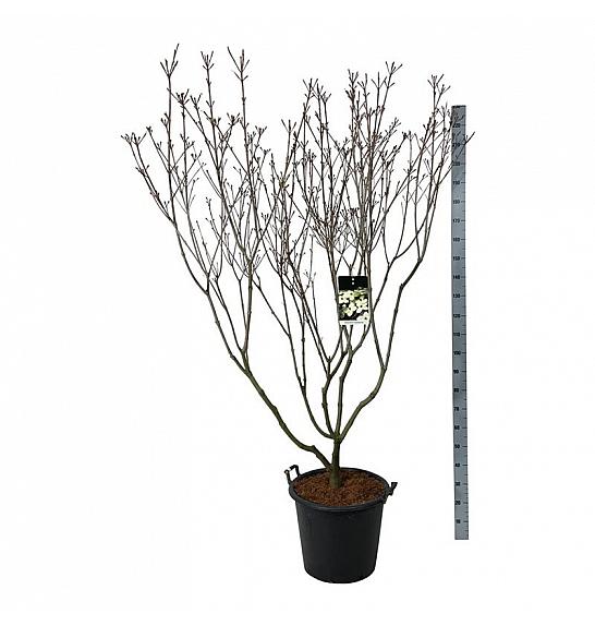 Cornus kousa Schmetterling C55 Lit. 175-200 cm extra