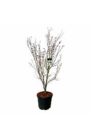 Cornus kousa Teutonia C55 Lit. 175-200 cm extra