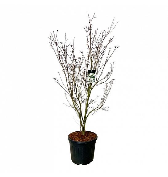 Cornus kousa Teutonia C55 Lit. 175-200 cm extra