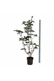 Cornus kousa Venus ® C15 Lit. 150-175 cm